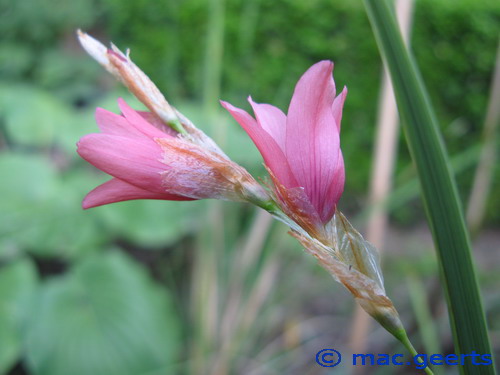 Dierama pauciflorum